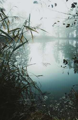 Peaceful misty lake