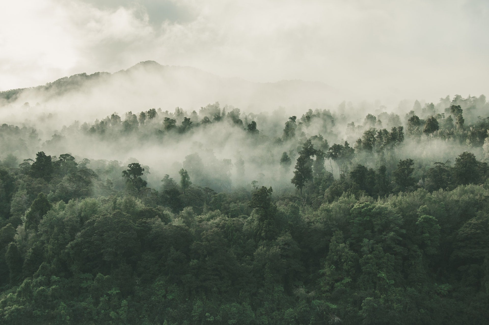 Misty woods