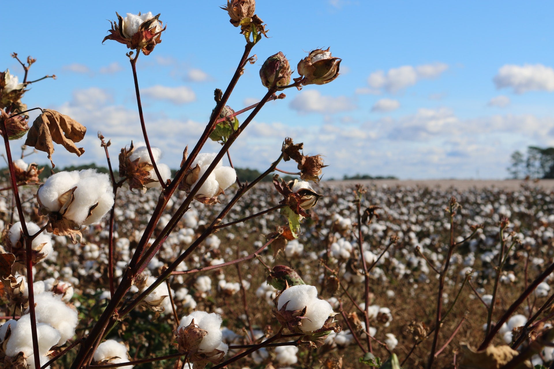Cottonfield against a blue sky