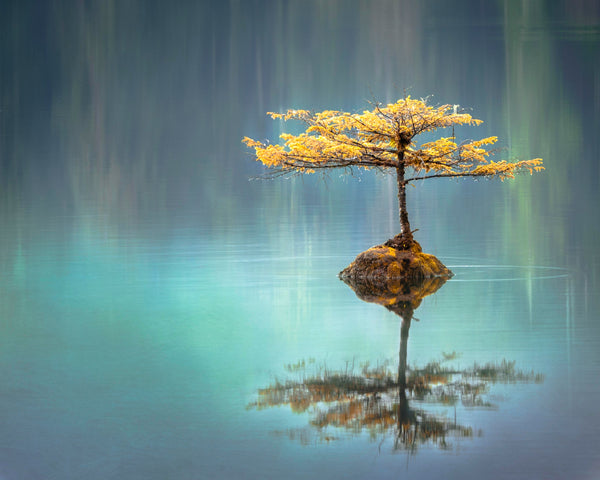Lonely tree surrounded by clear blue water
