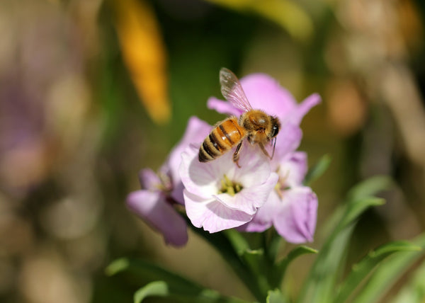 Bee collecting nectar from a purple flower